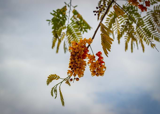 flowers