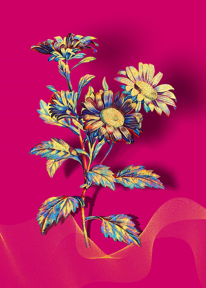 Prismatic Red Aster