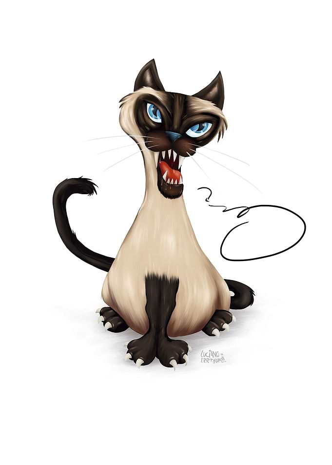gato siames