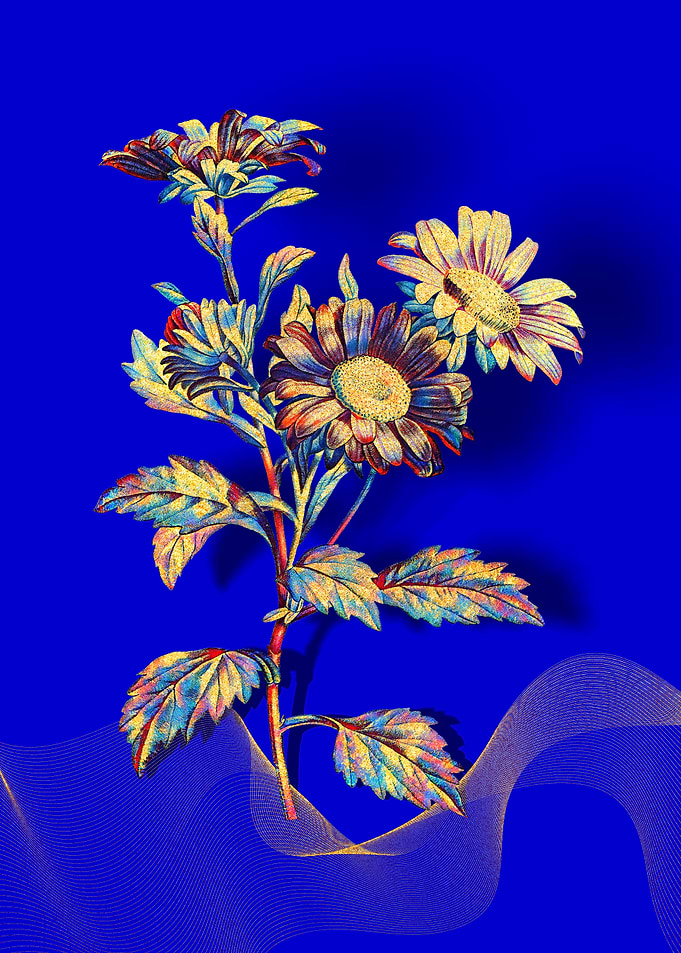 Prismatic Red Aster