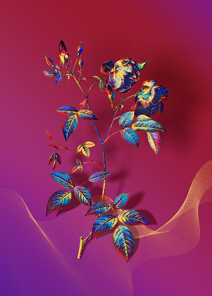 Prismatic China Rose