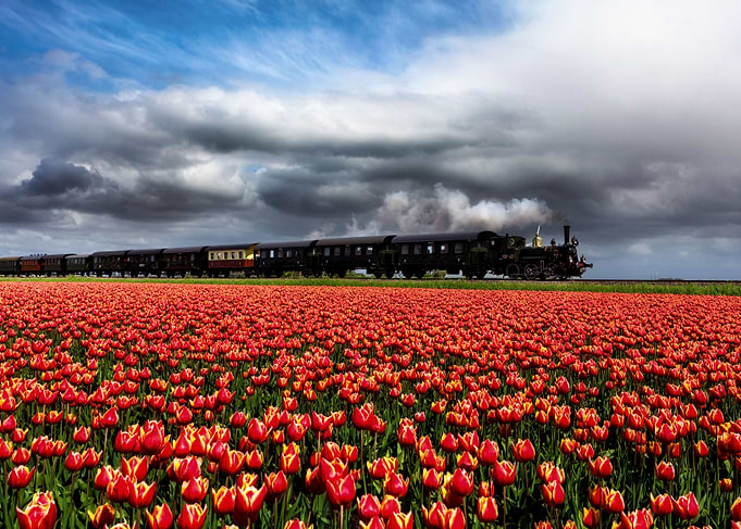 Tulip express