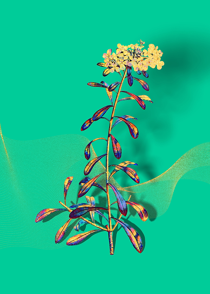 Prismatic White Flowers