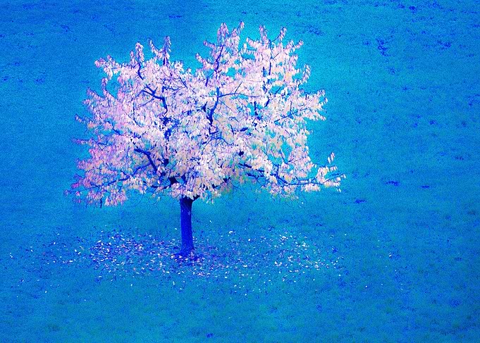 Autumn Tree