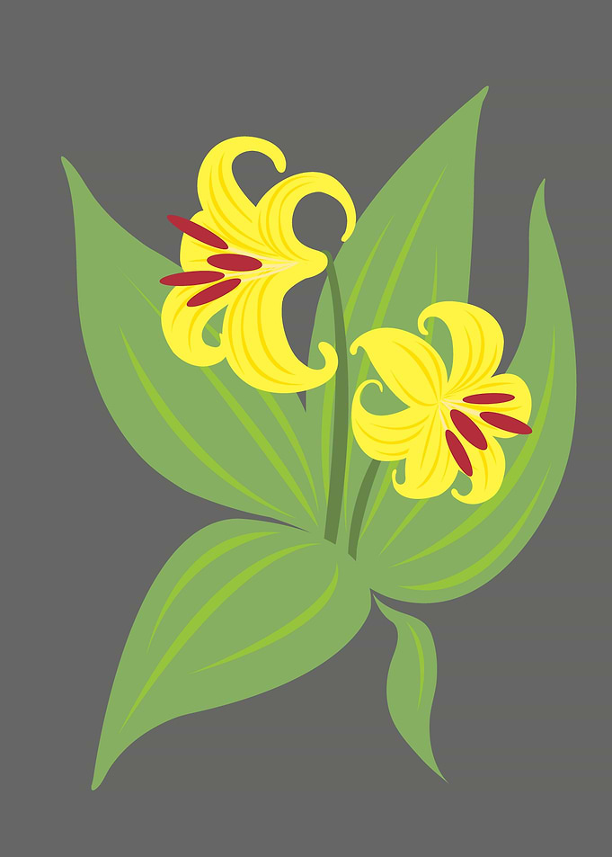 Trout Lilly