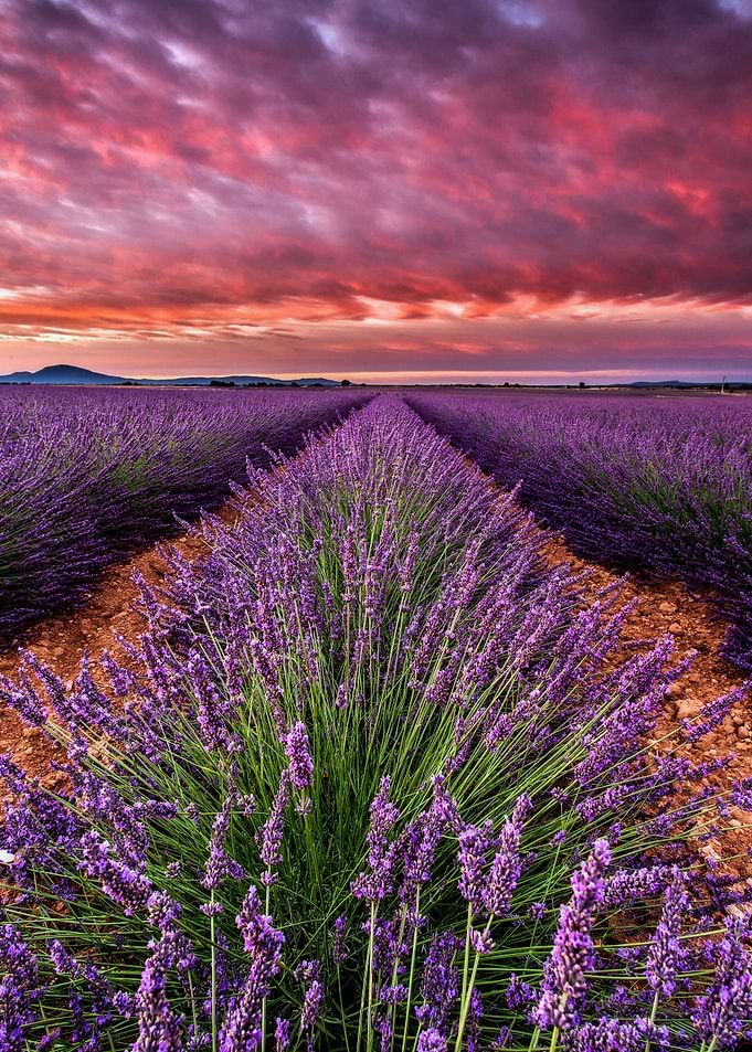 Field of heaven