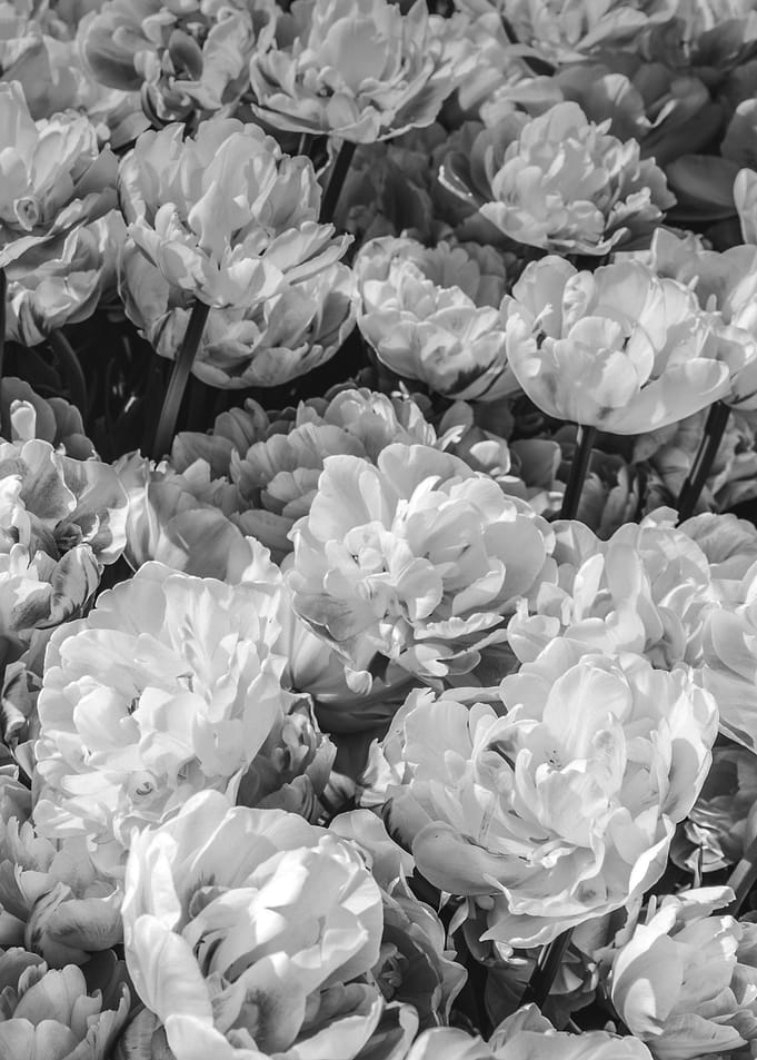 White Peonies
