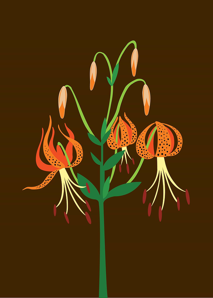 Turks Cap Lilly