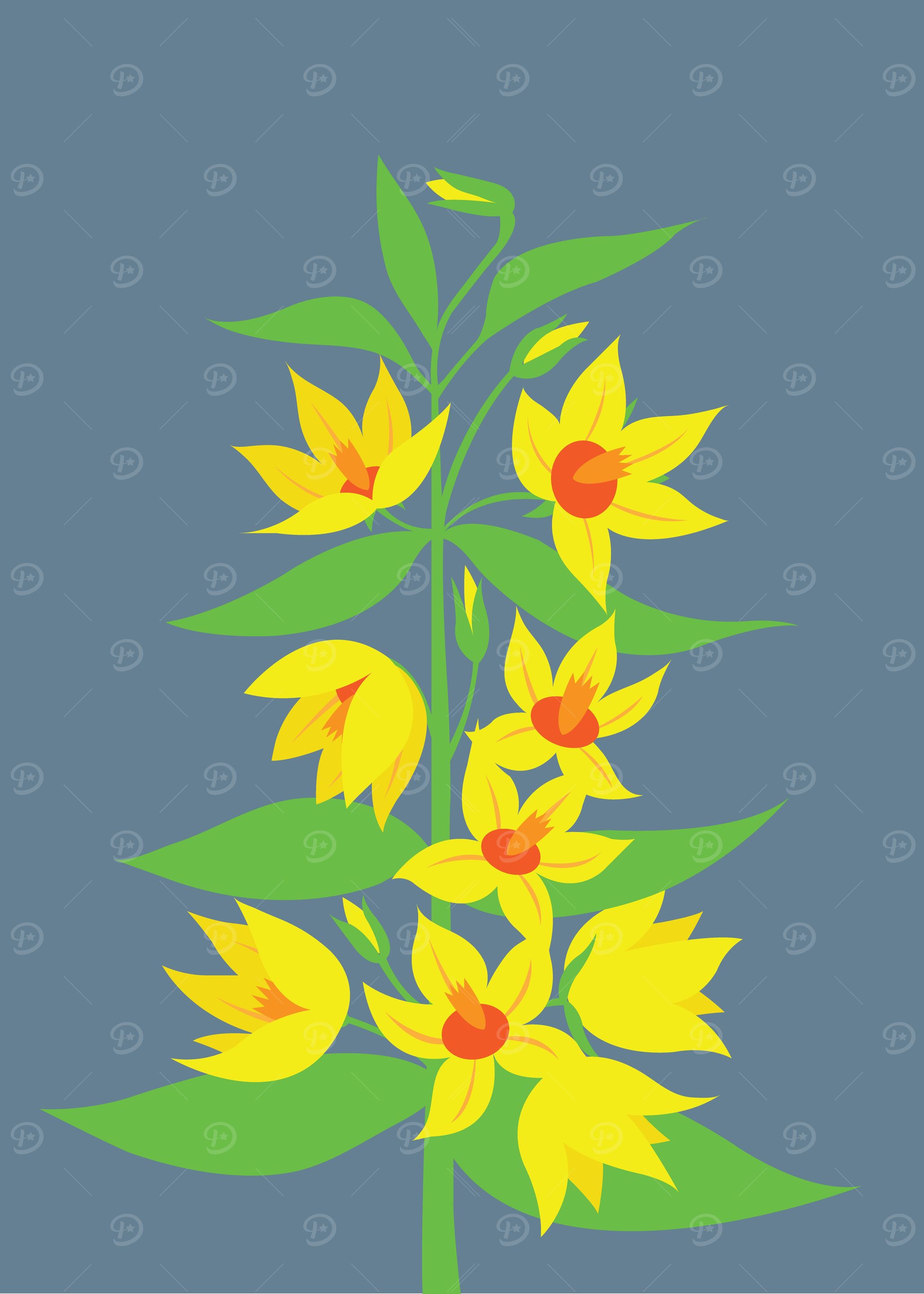 Garden Loosestrife