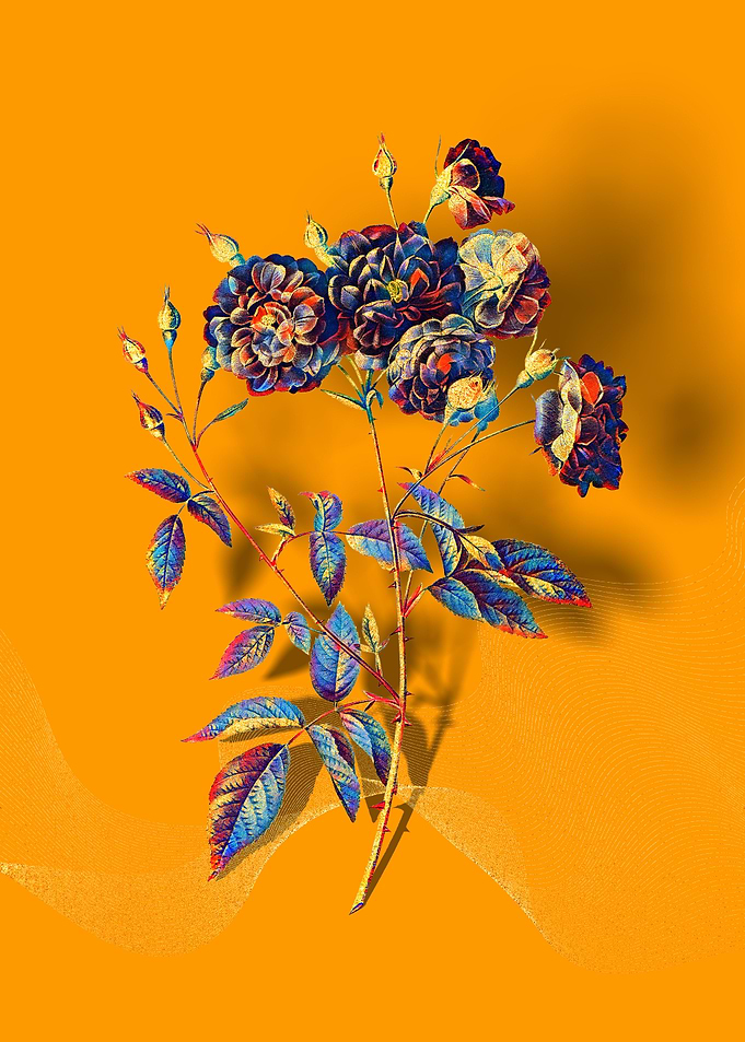 Prismatic Ternaux Rose