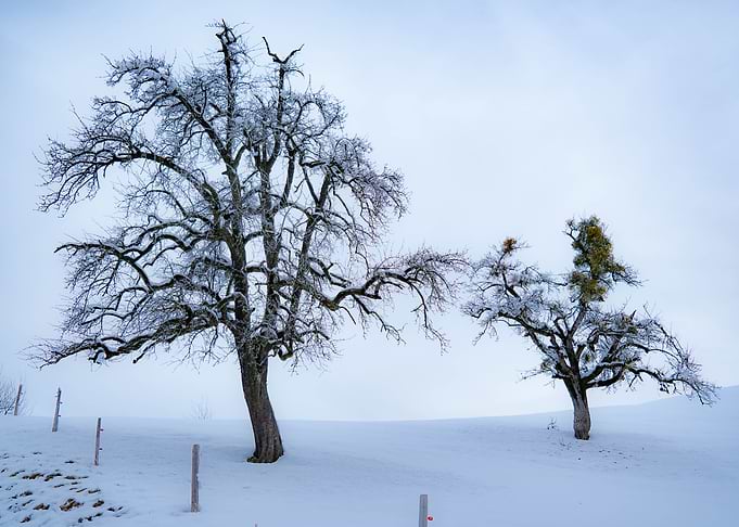 Two Trees