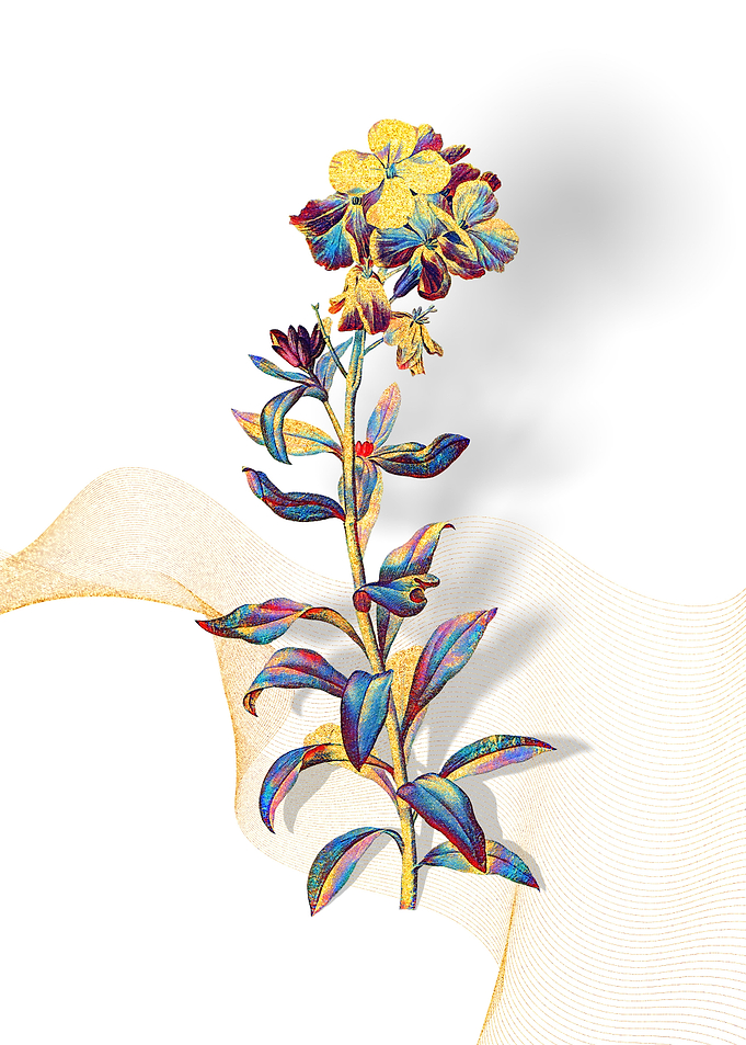 Prismatic Yellow Wallflowe