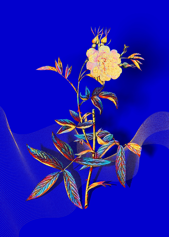Prismatic Rose of York