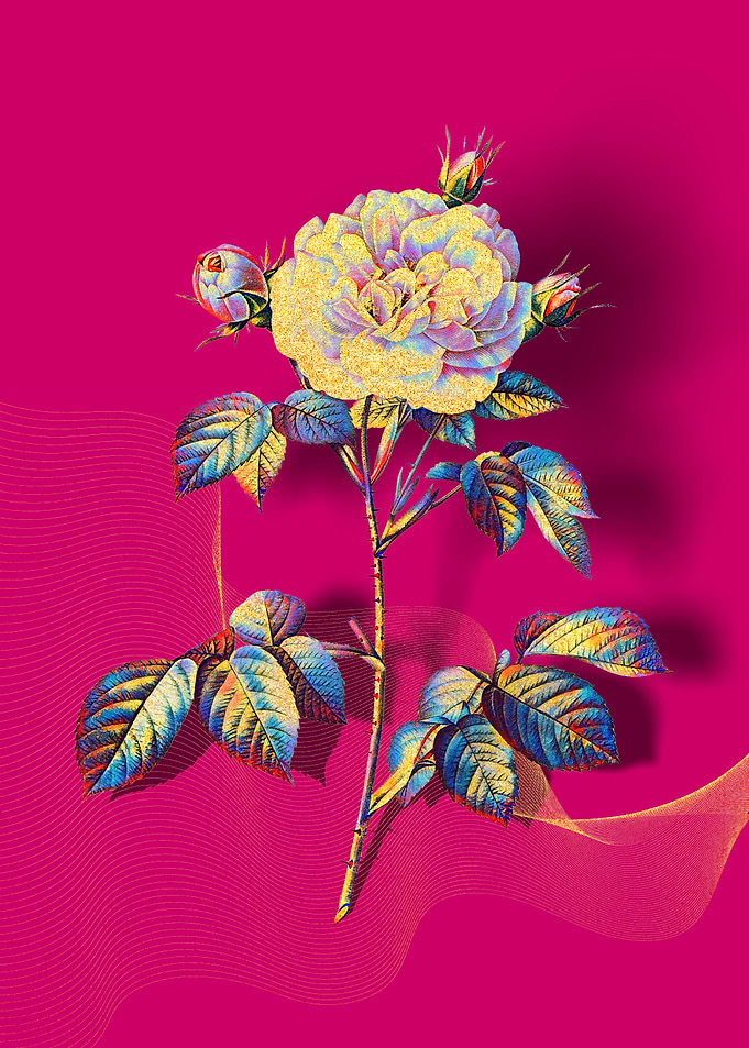 Prismatic Rose Alba
