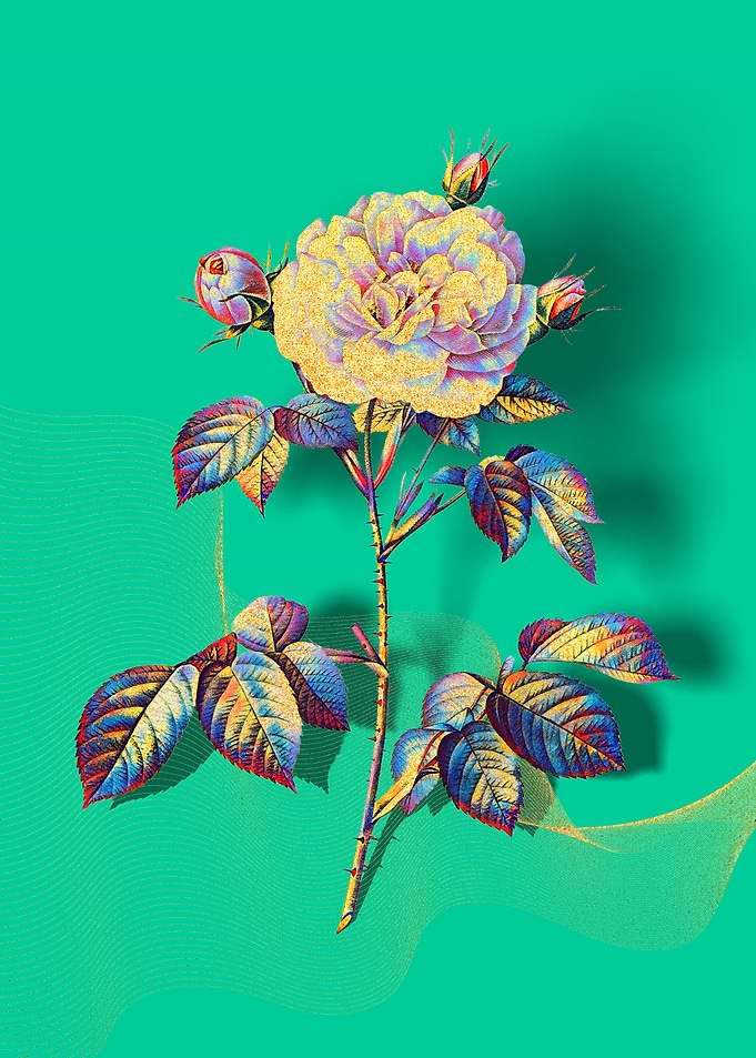 Prismatic Rose Alba