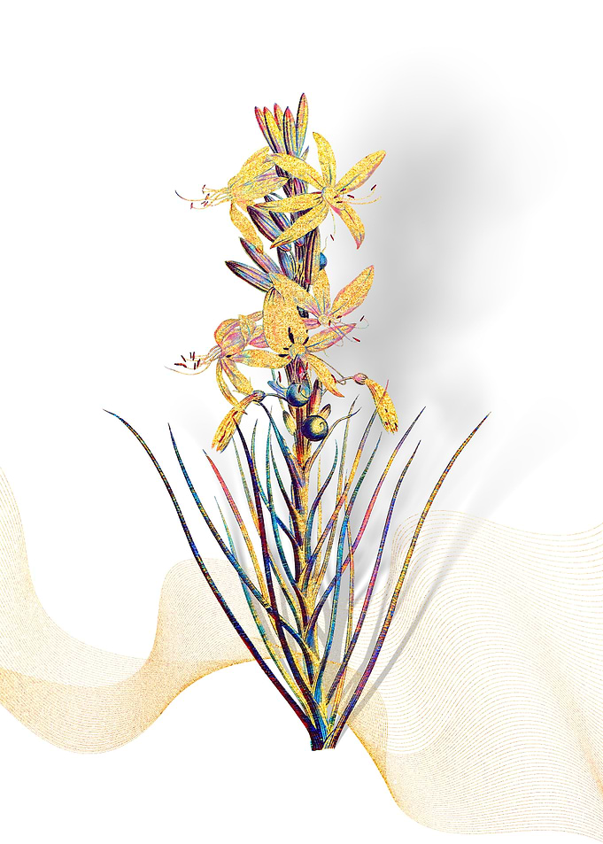 Prismatic Yellow Asphodel