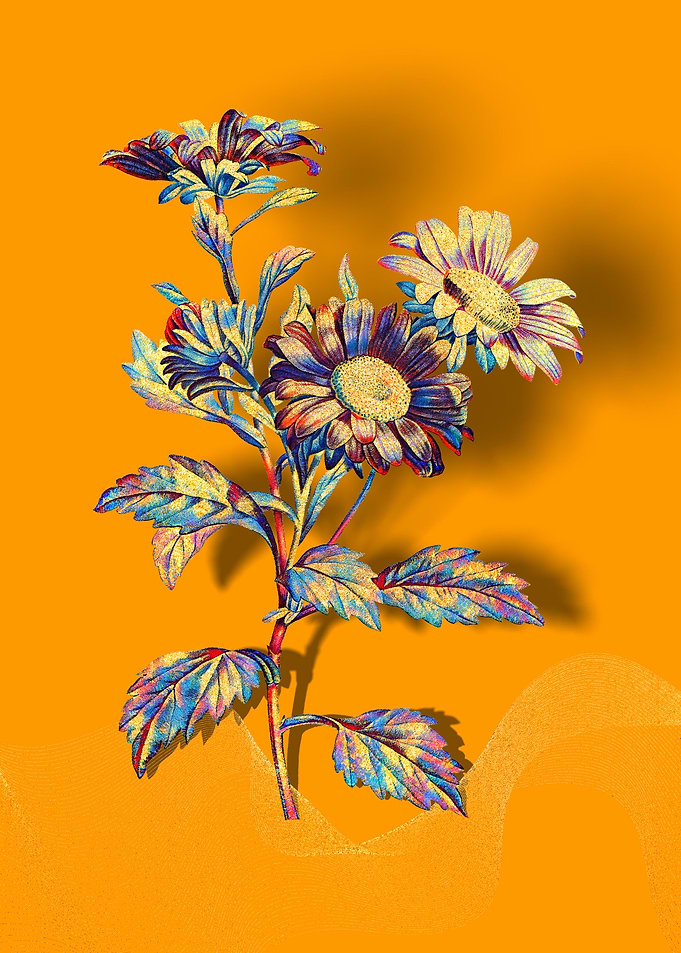 Prismatic Red Aster
