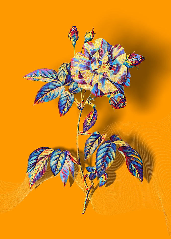 Prismatic Rosa Versicolor