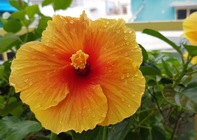 Sun light flower