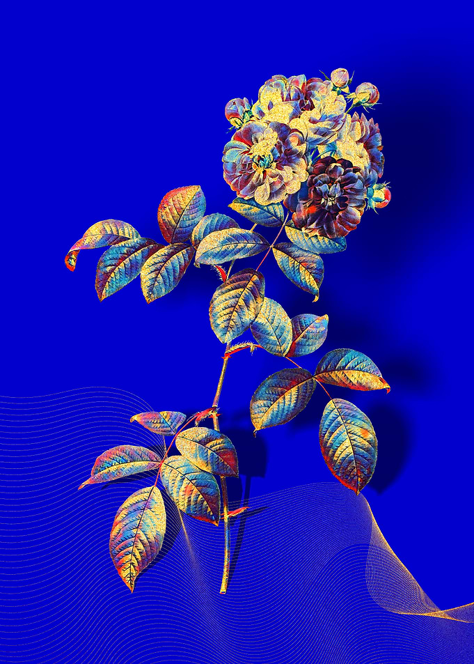 Prismatic 7 Sisters Rose