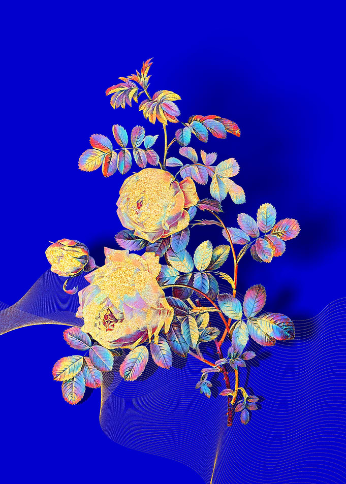 Prismatic Sulphur Rose
