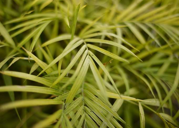 Green Leaves
