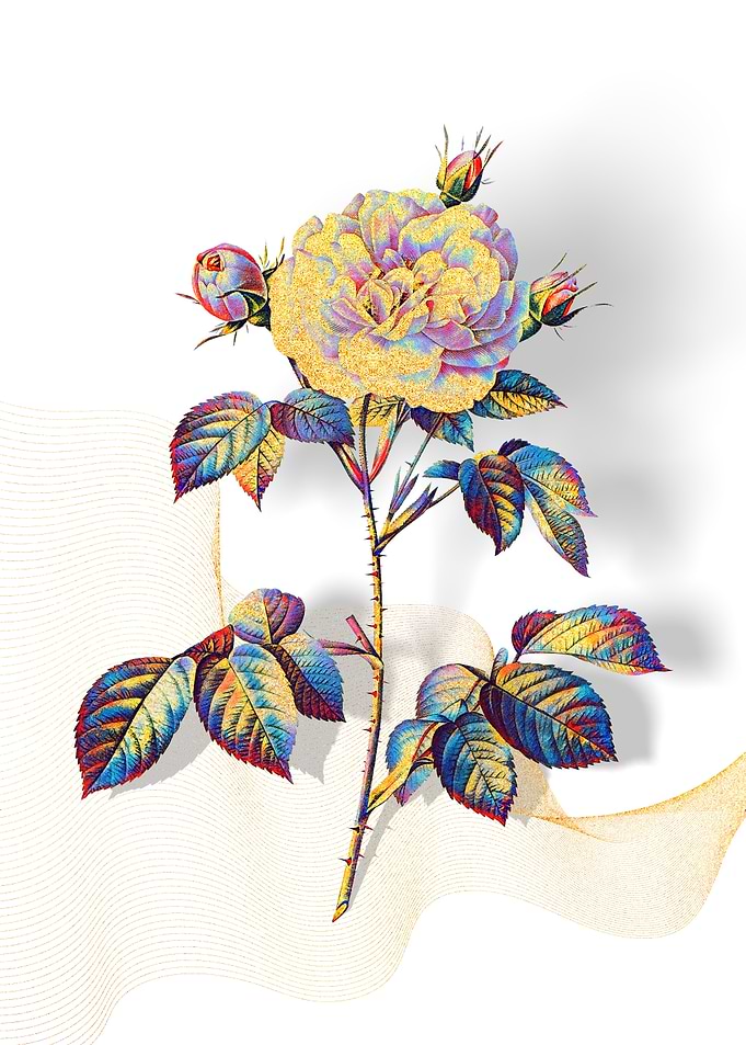 Prismatic Rose Alba