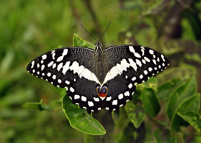 Dotted Beauty