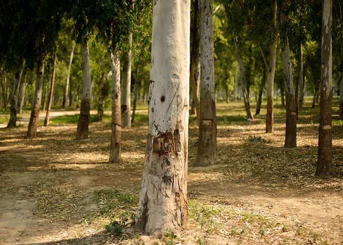 Old Tree Forest