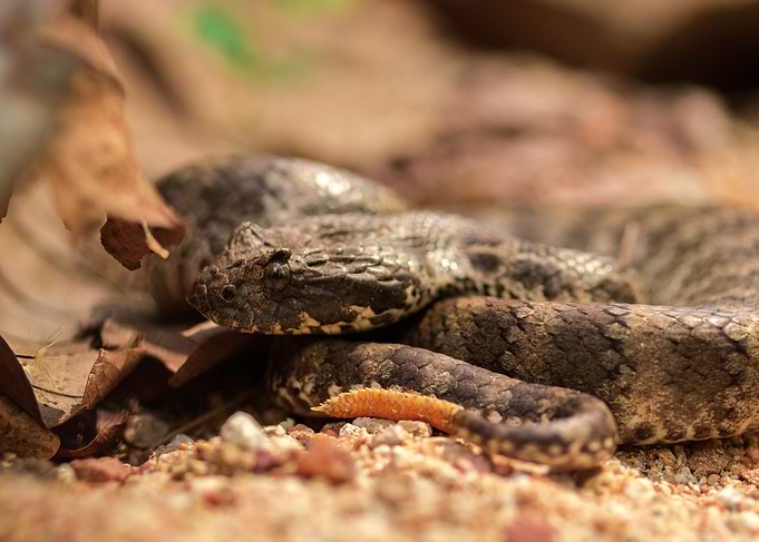 Ambush (Death adder)