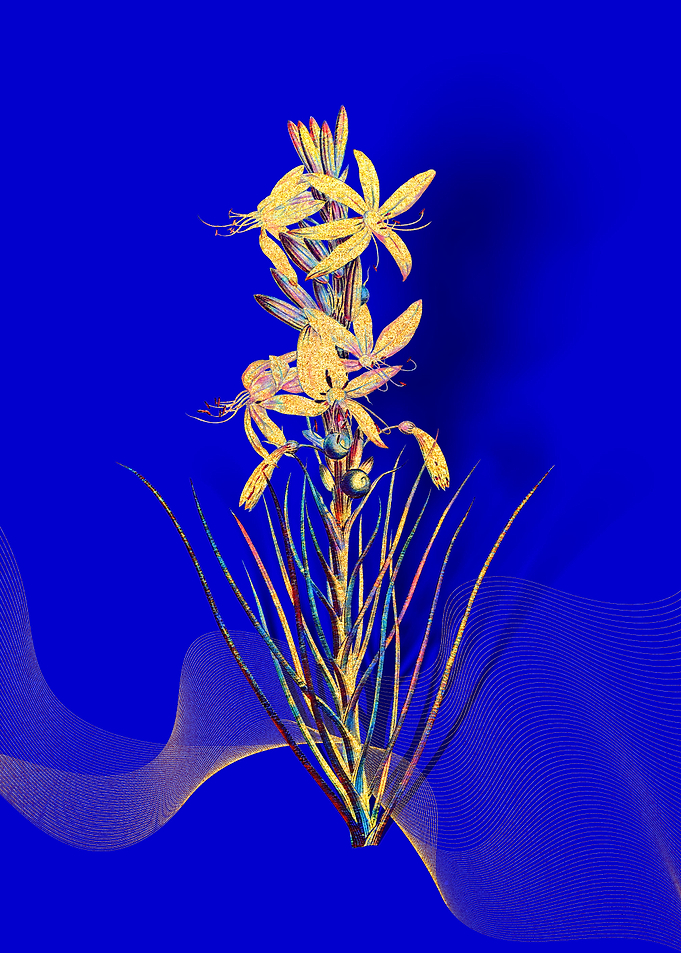 Prismatic Yellow Asphodel