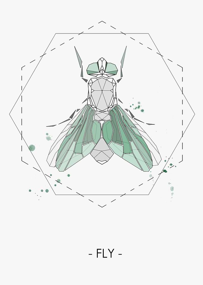 FLY