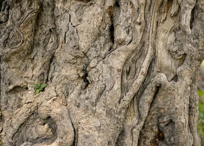 Big Old Tree