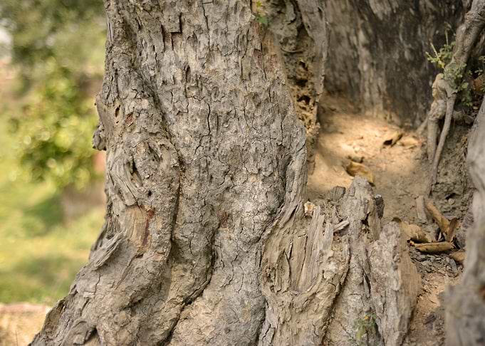 Big Old Tree