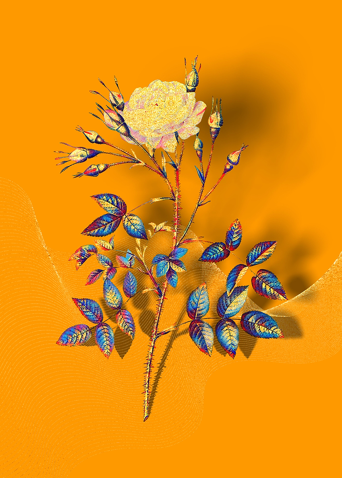 Prismatic Rose Rosenberg