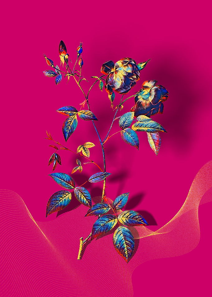 Prismatic China Rose