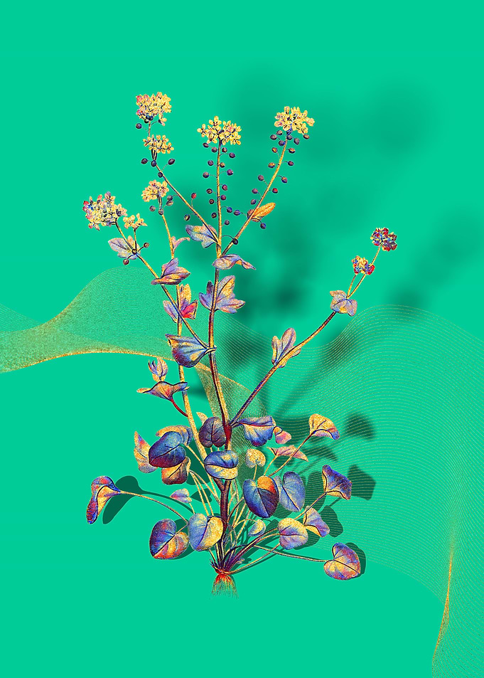 Prismatic Scurvy Grass