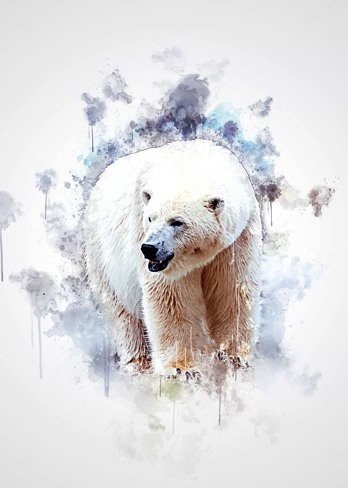 Polar Bear
