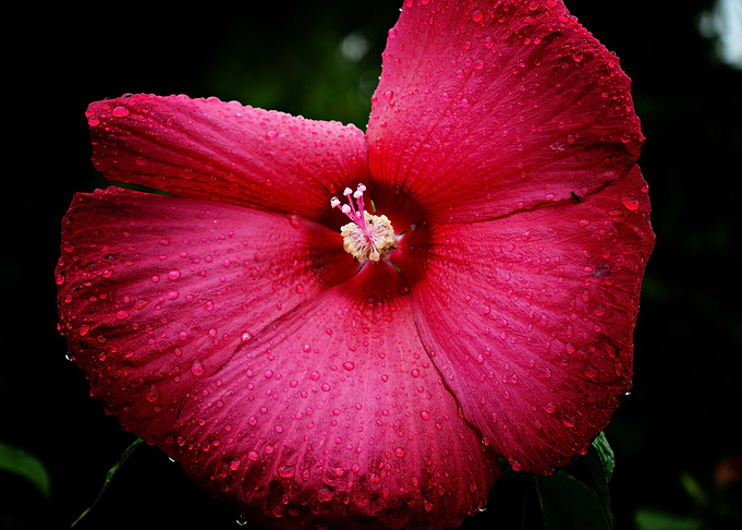 Deep Pink Hibiscus