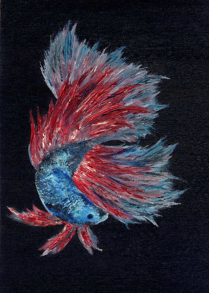 Siamese fighting fish