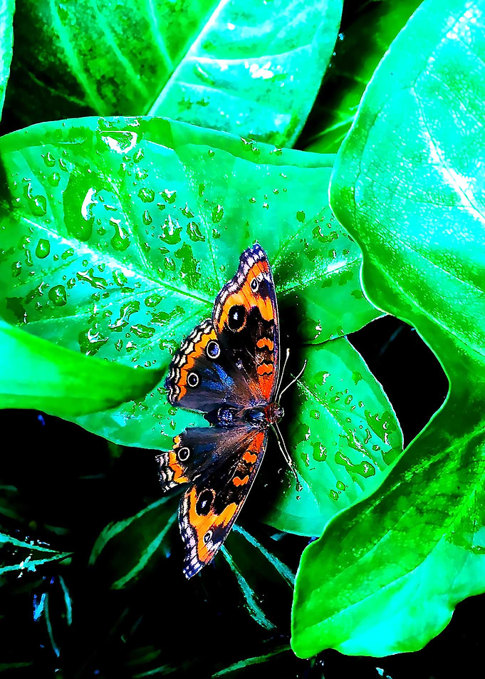 Amazing Moth