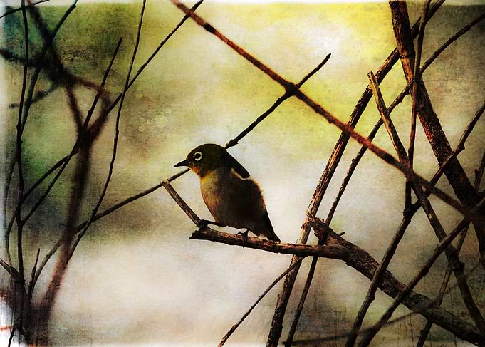 Little Shadow Bird