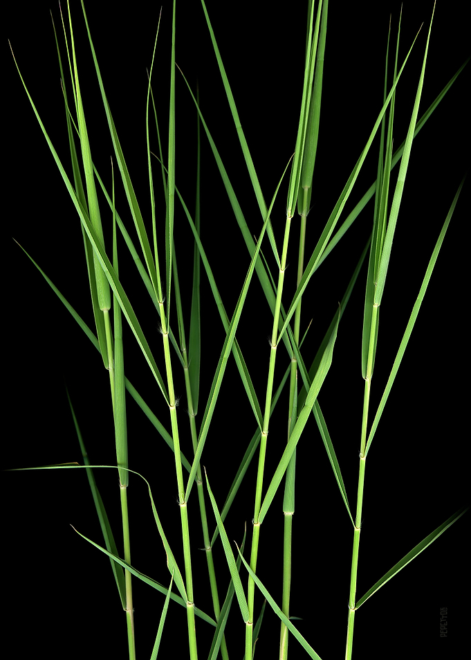 Simply reed