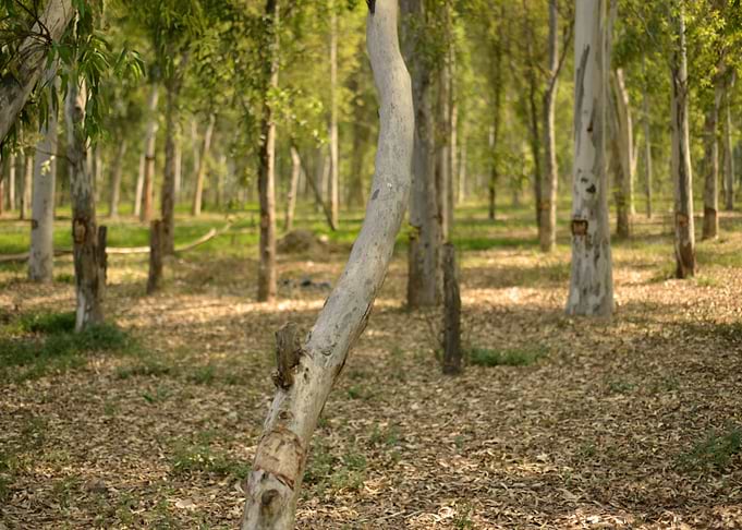 Tree in forest