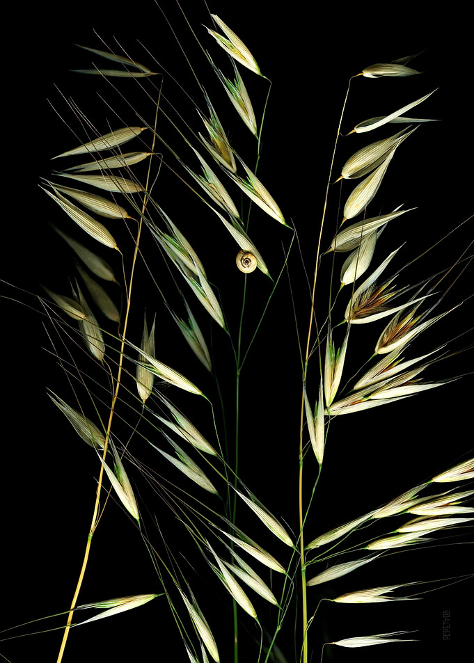 Oat snail