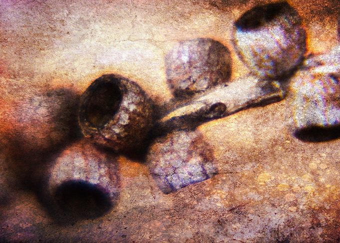 Seed Pods