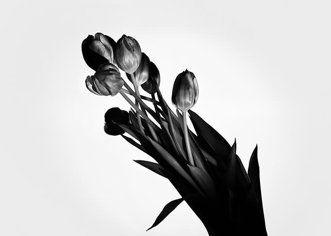 Black and white tulips
