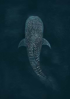 Whale shark top view