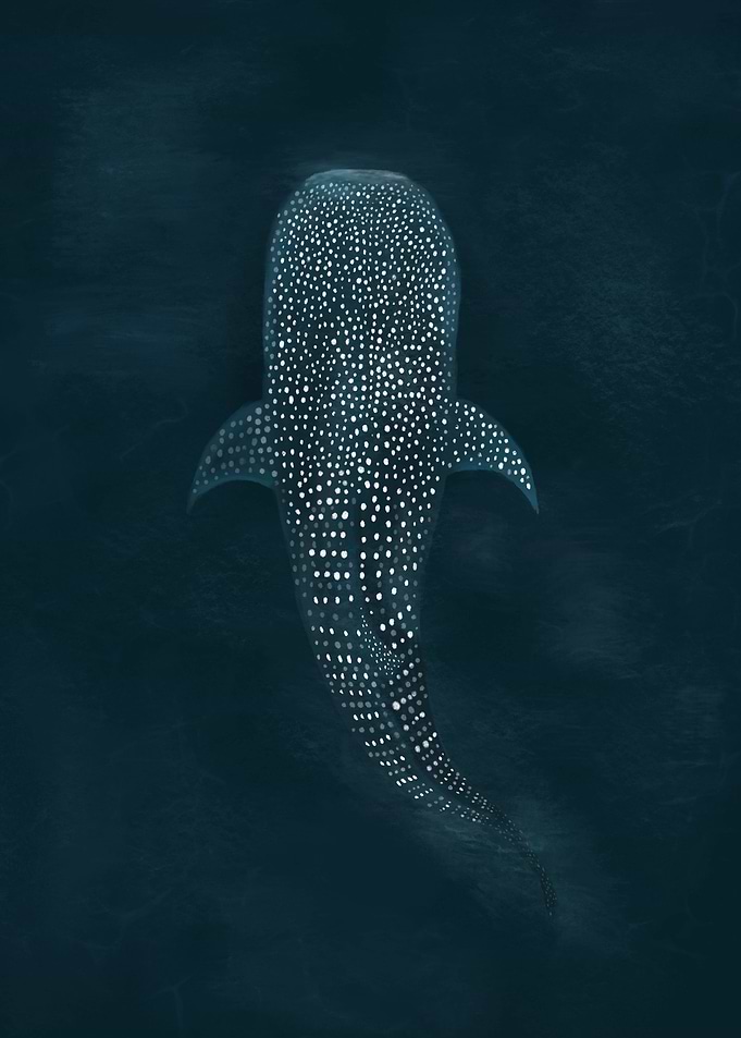 Whale shark top view