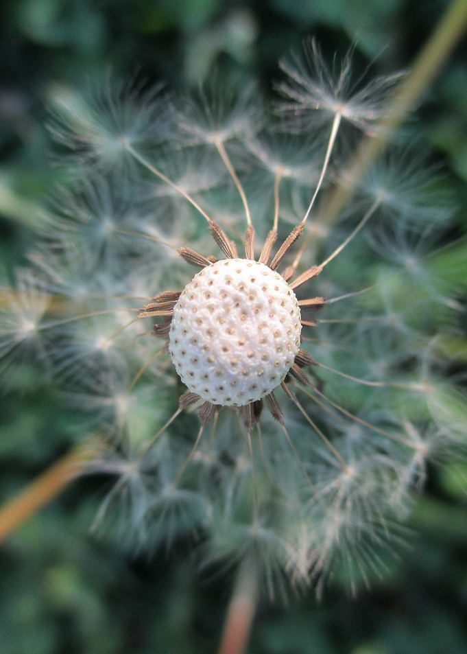 Dandelion Heart